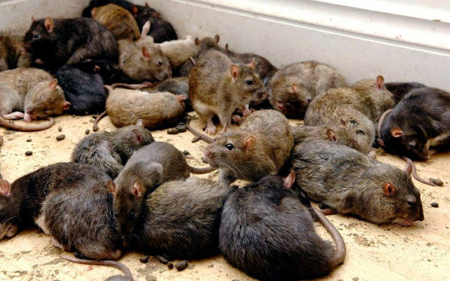Do you think that the Lord would condone killing rodent pests?