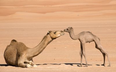 What does it mean that it is easier for a camel to fit thru the eye of a needle than it is for a rich man to enter the Kingdom of Heaven?