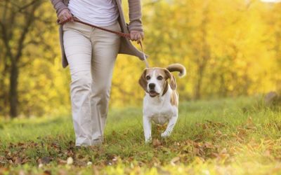Is it breaking the law of the Sabbath to walk a dog on Sunday?