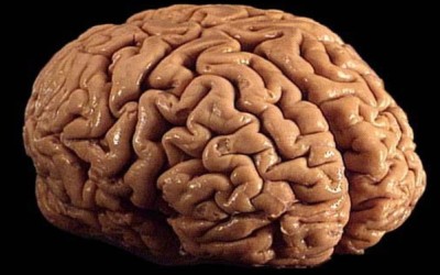Where does the brain end and the soul begin?