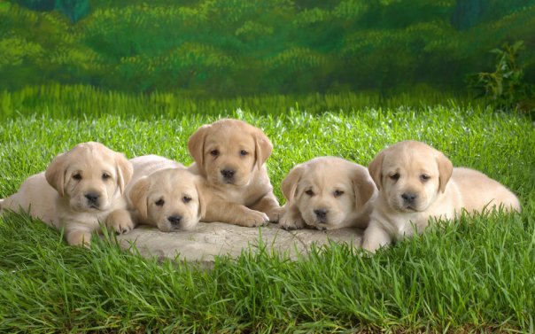 Will I be with my dog in the next life?