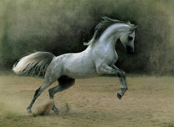 Were there horses in America before Europeans came?