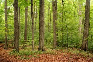 Can you help me with a Joseph Smith quote?