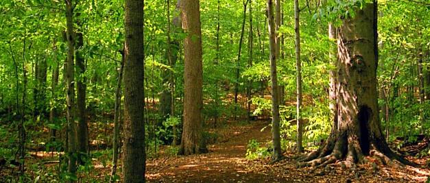 How far is the  Sacred Grove to the Smith’s house?