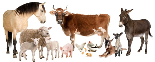 What do Mormons believe about respecting animals?