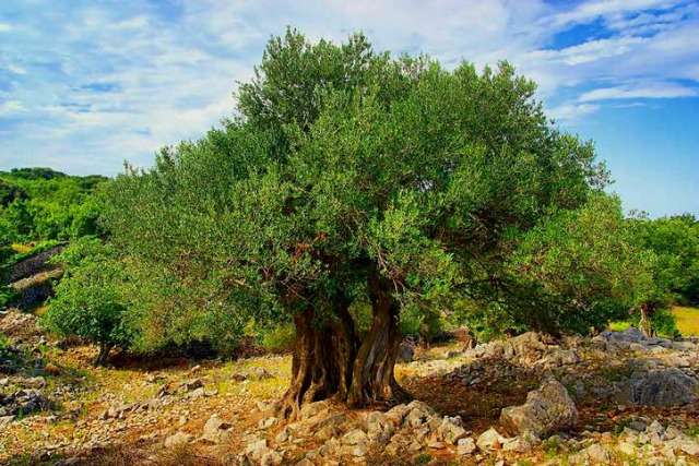How does the allegory of the olive trees answer Jacob’s question regarding the Jews?